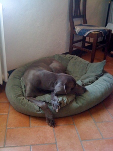 After 11 years as a staunch couch supporter, Cinder now prefers her dog bed!  Tuscany must be magical...